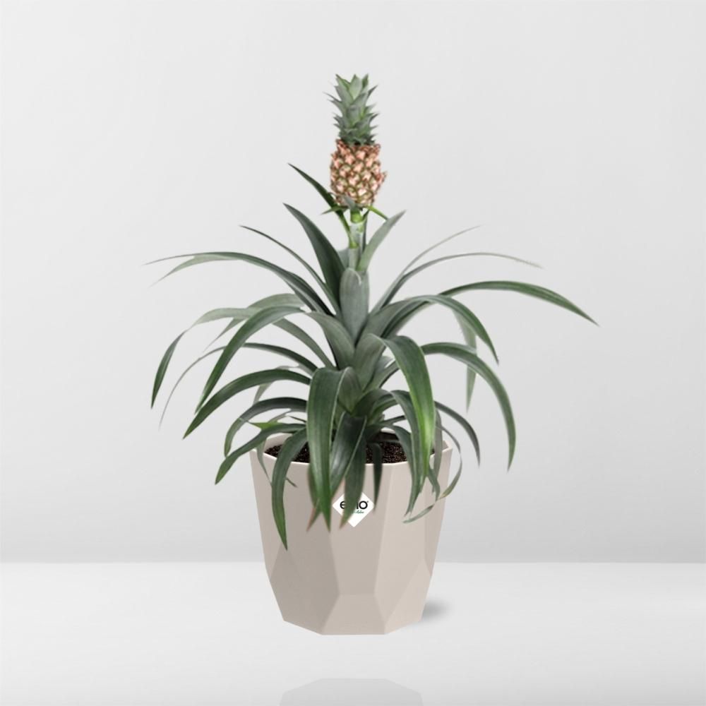 Ananas Mi Amigo in ELHO b.for rock 14 cm warm grey (21624)