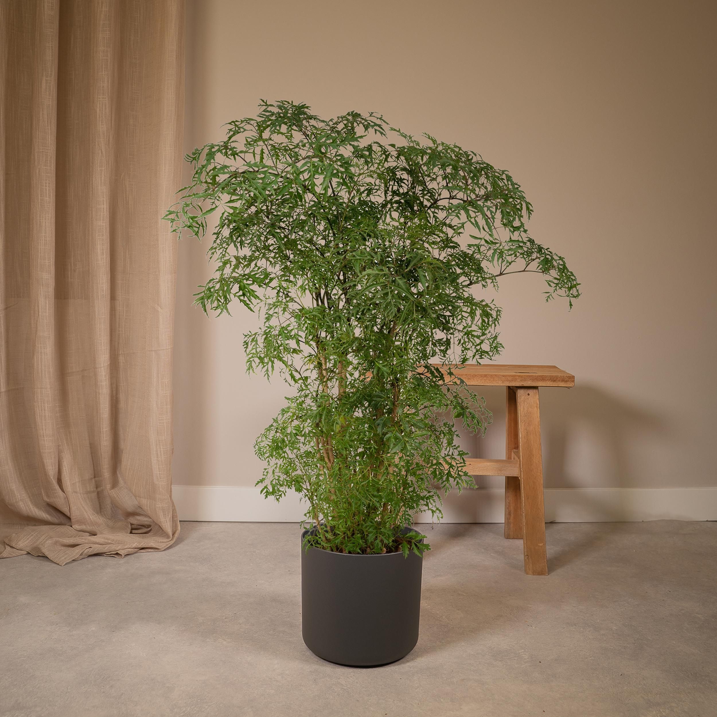 Polyscias Fruticosa (Aralia) (8720634285063)