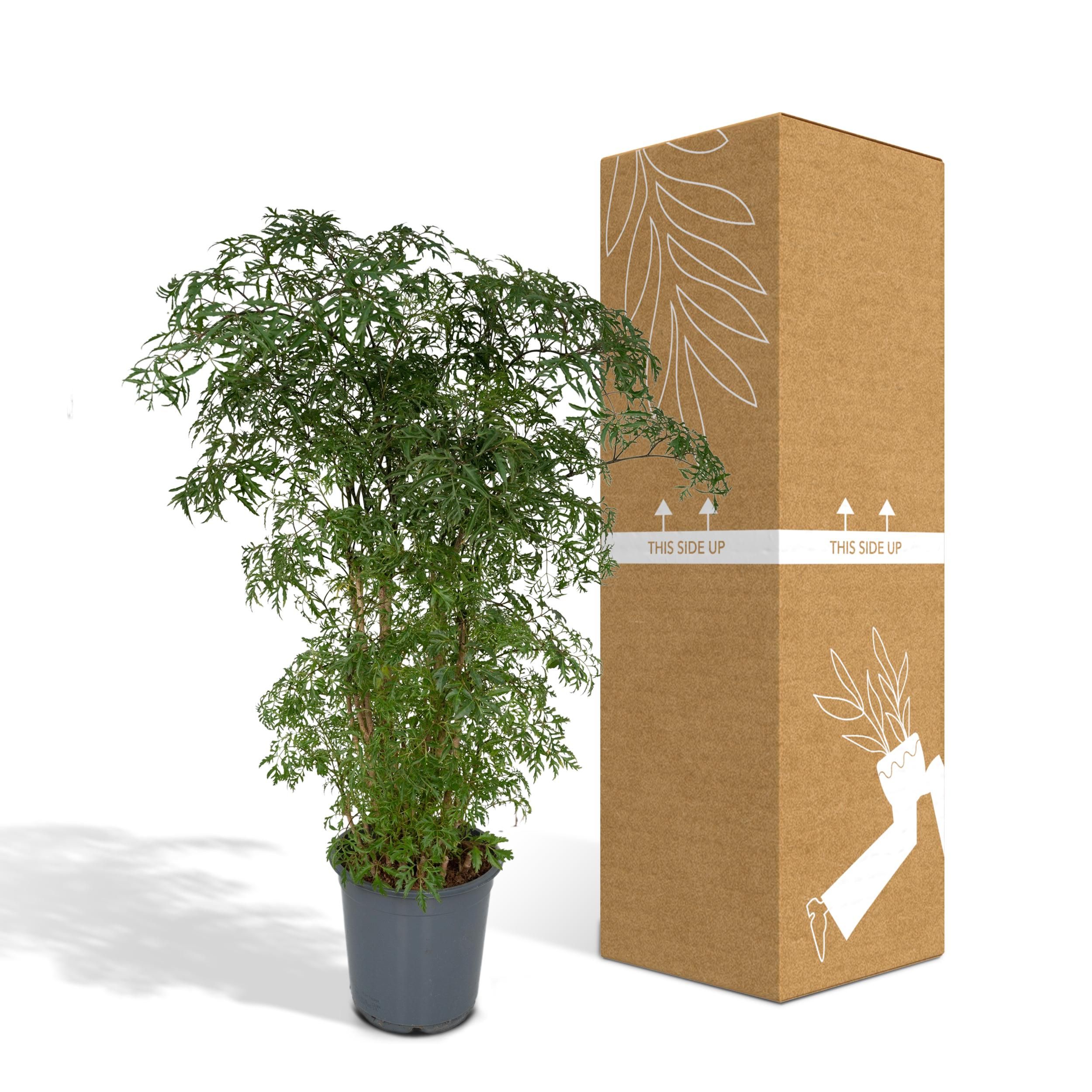 Polyscias Fruticosa (Aralia) (8720634285063)