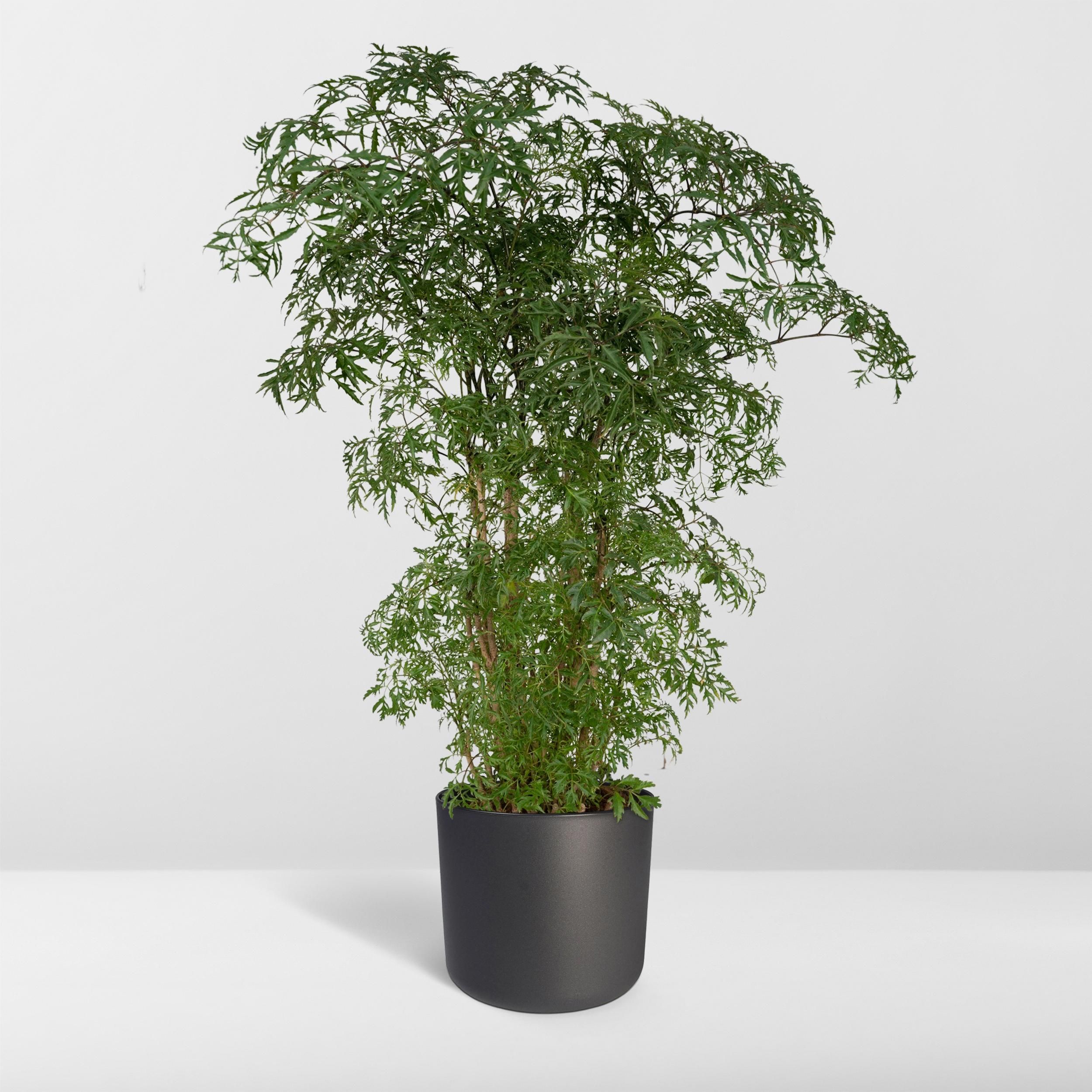 Polyscias Fruticosa (Aralia) (8720634285063)