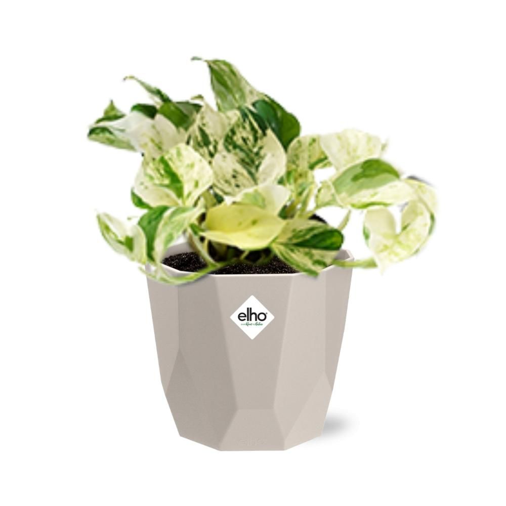 Epipremnum Pinnatum Happy Leaf in ELHO b.for rock 14 cm warm grey (21607)