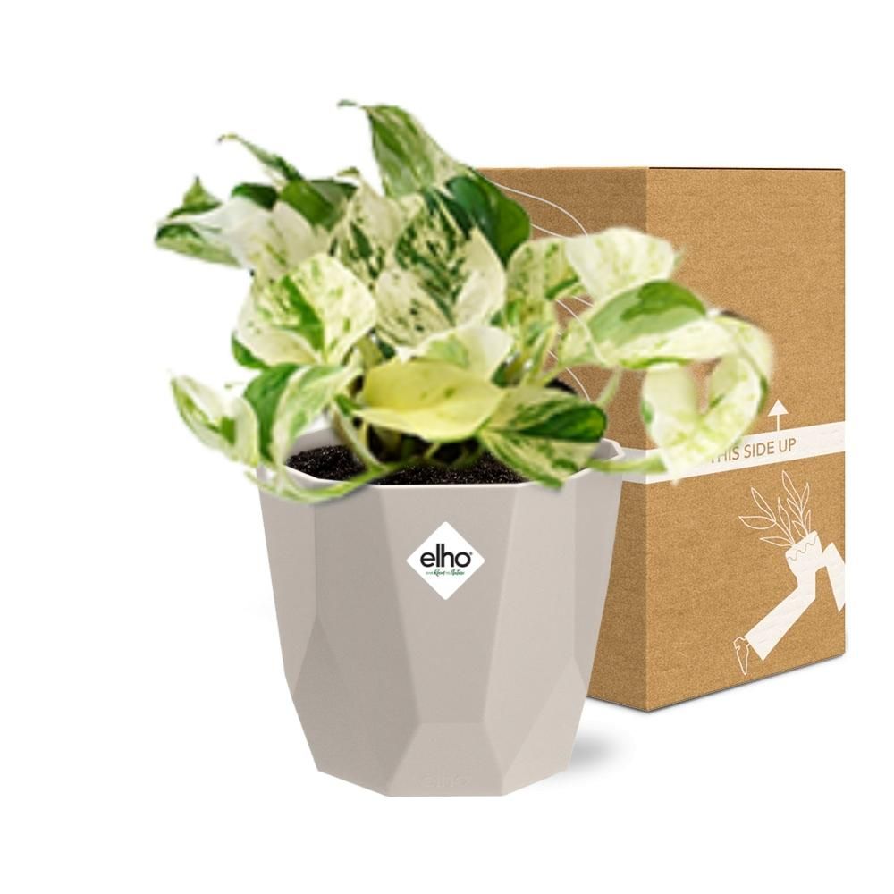 Epipremnum Pinnatum Happy Leaf in ELHO b.for rock 14 cm warm grey (21607)