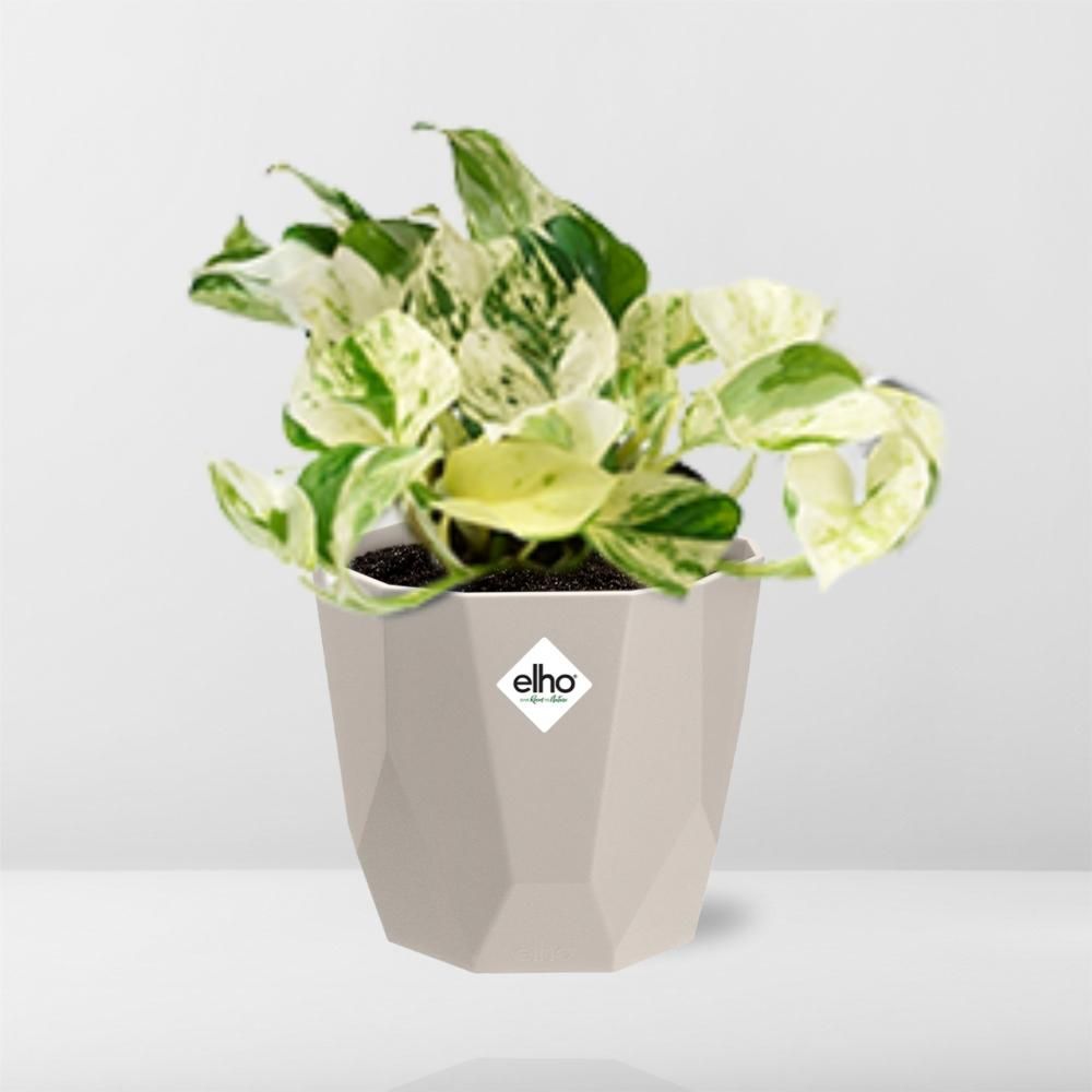 Epipremnum Pinnatum Happy Leaf in ELHO b.for rock 14 cm warm grey (21607)