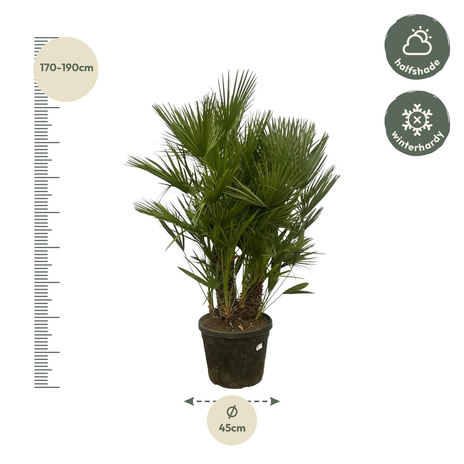 Chamaerops Humilis multi stam - 160 - 180 cm - Ø45cm (8721081685369)