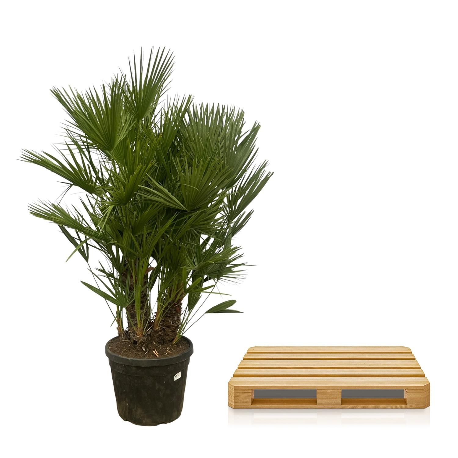 Chamaerops Humilis multi stam - 160 - 180 cm - Ø45cm (8721081685369)