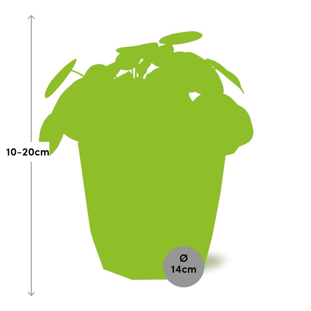 Pilea Peperomioides 12cm in ELHO b.for rock 14 cm warm grey (21615)