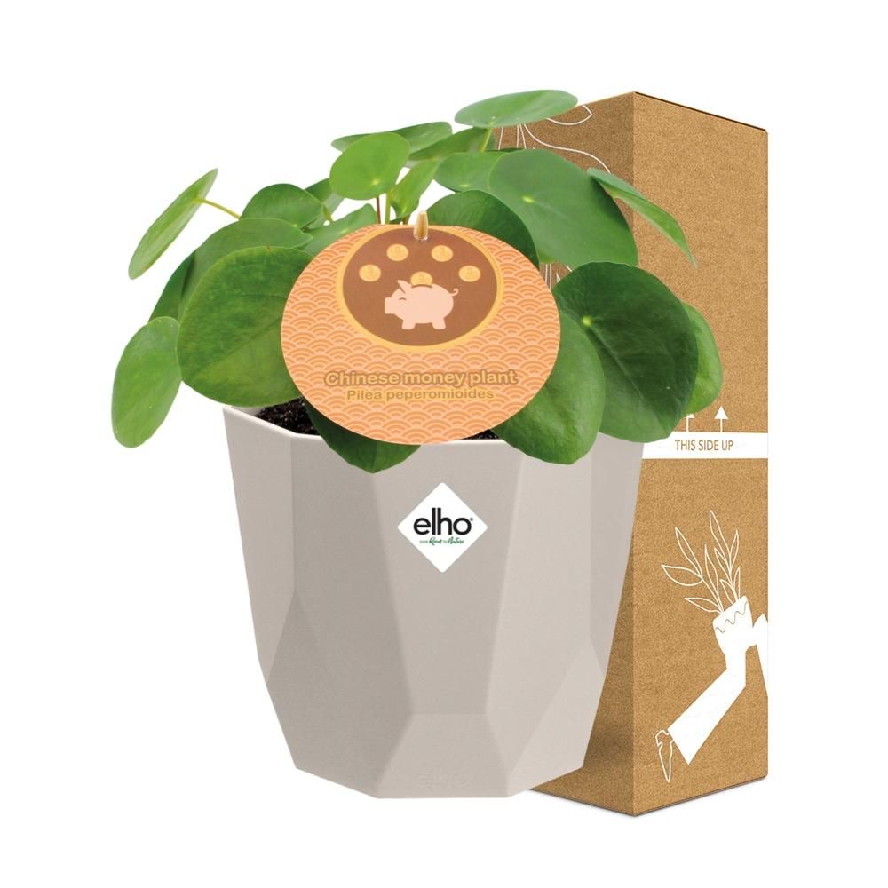 Pilea Peperomioides 12cm in ELHO b.for rock 14 cm warm grey (21615)