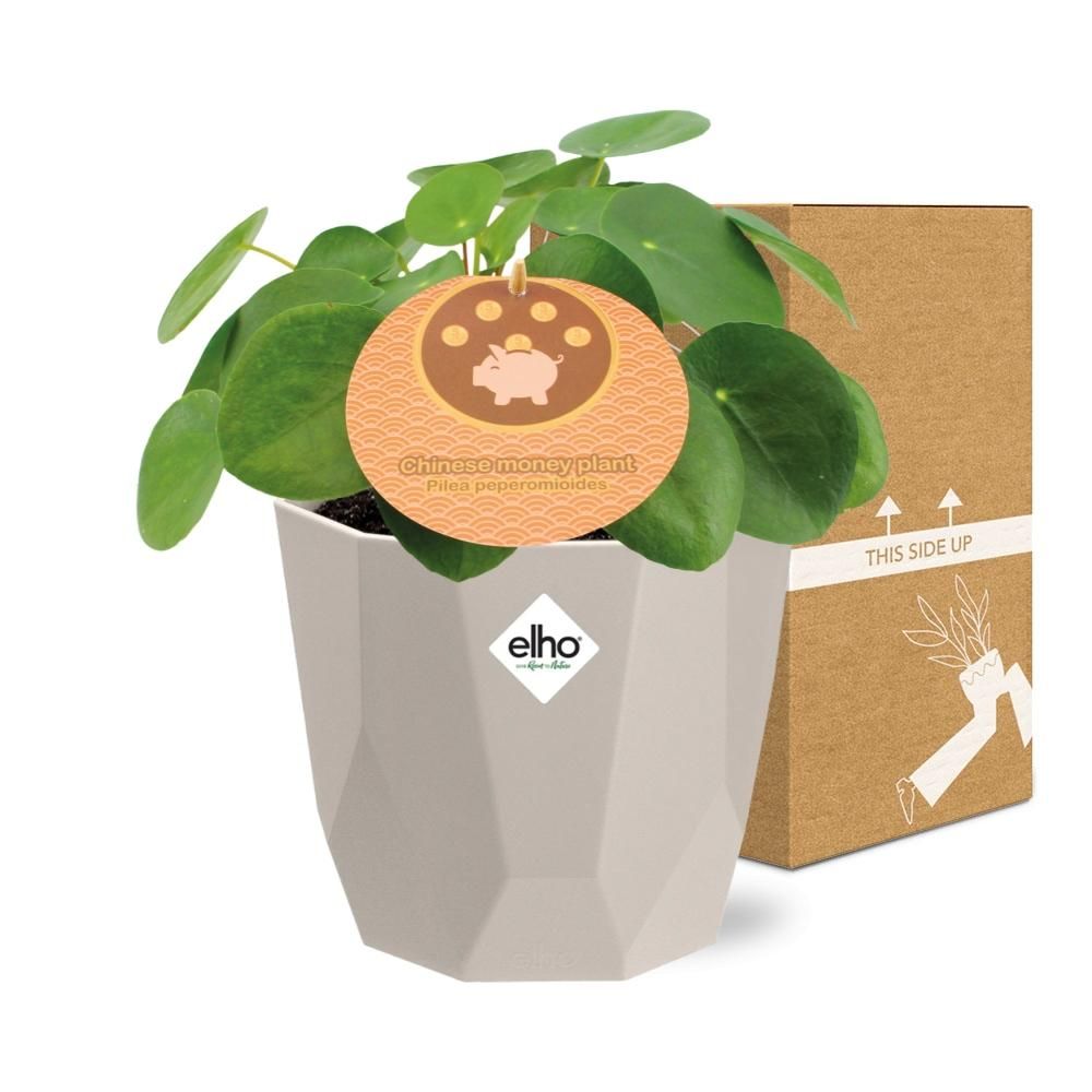 Pilea Peperomioides 12cm in ELHO b.for rock 14 cm warm grey (21615)