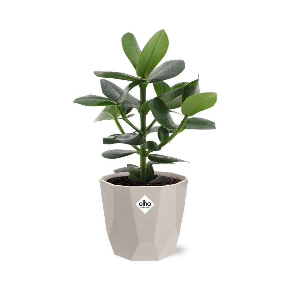 Clusia Princess in ELHO b.for rock 14 cm warm grey (21603)