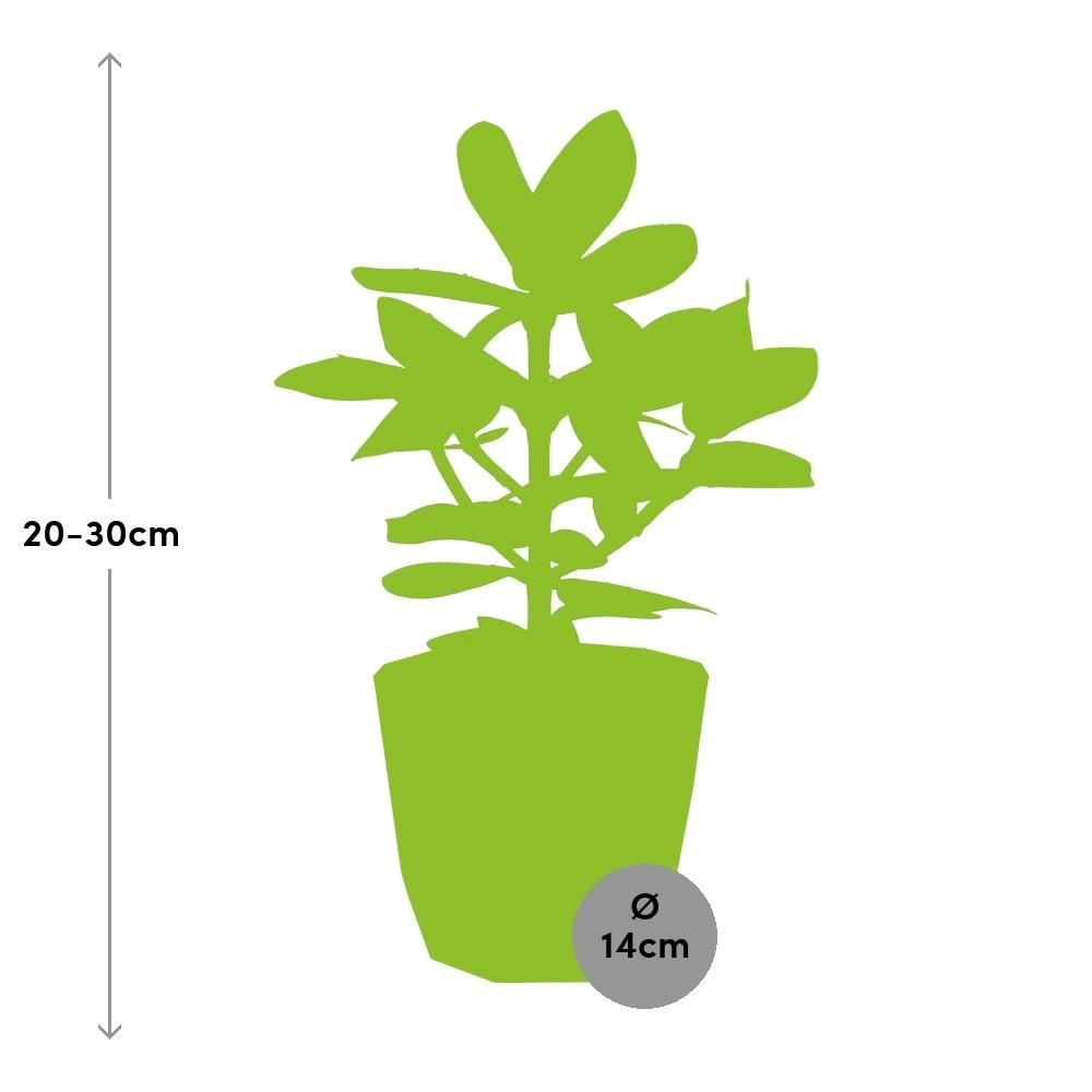 Clusia Princess in ELHO b.for rock 14 cm warm grey (21603)