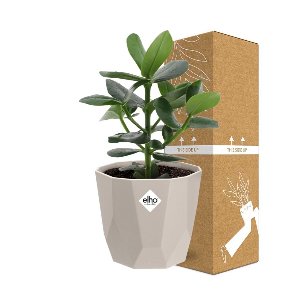 Clusia Princess in ELHO b.for rock 14 cm warm grey (21603)