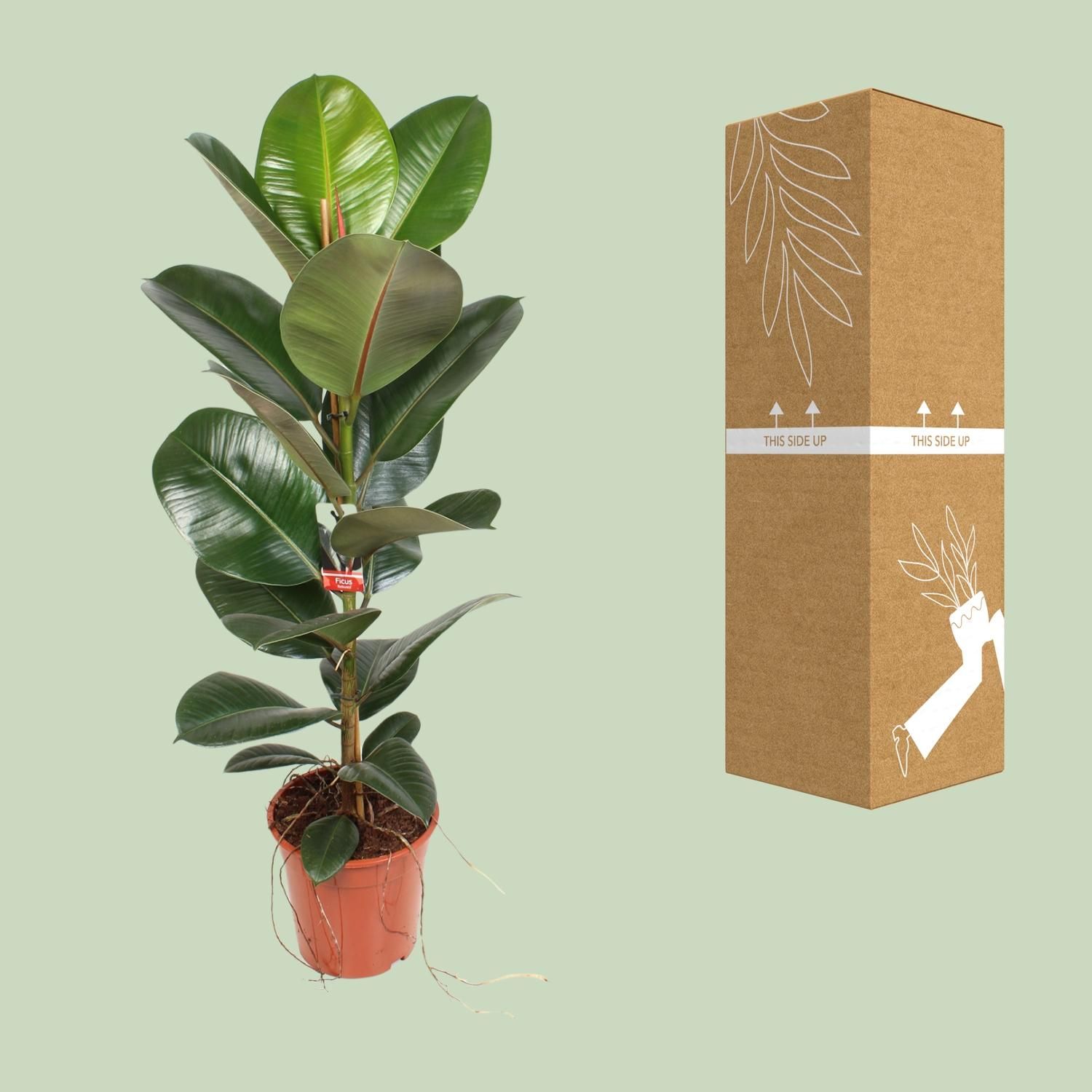 Ficus Elastica Robusta 21 Cm (23187)