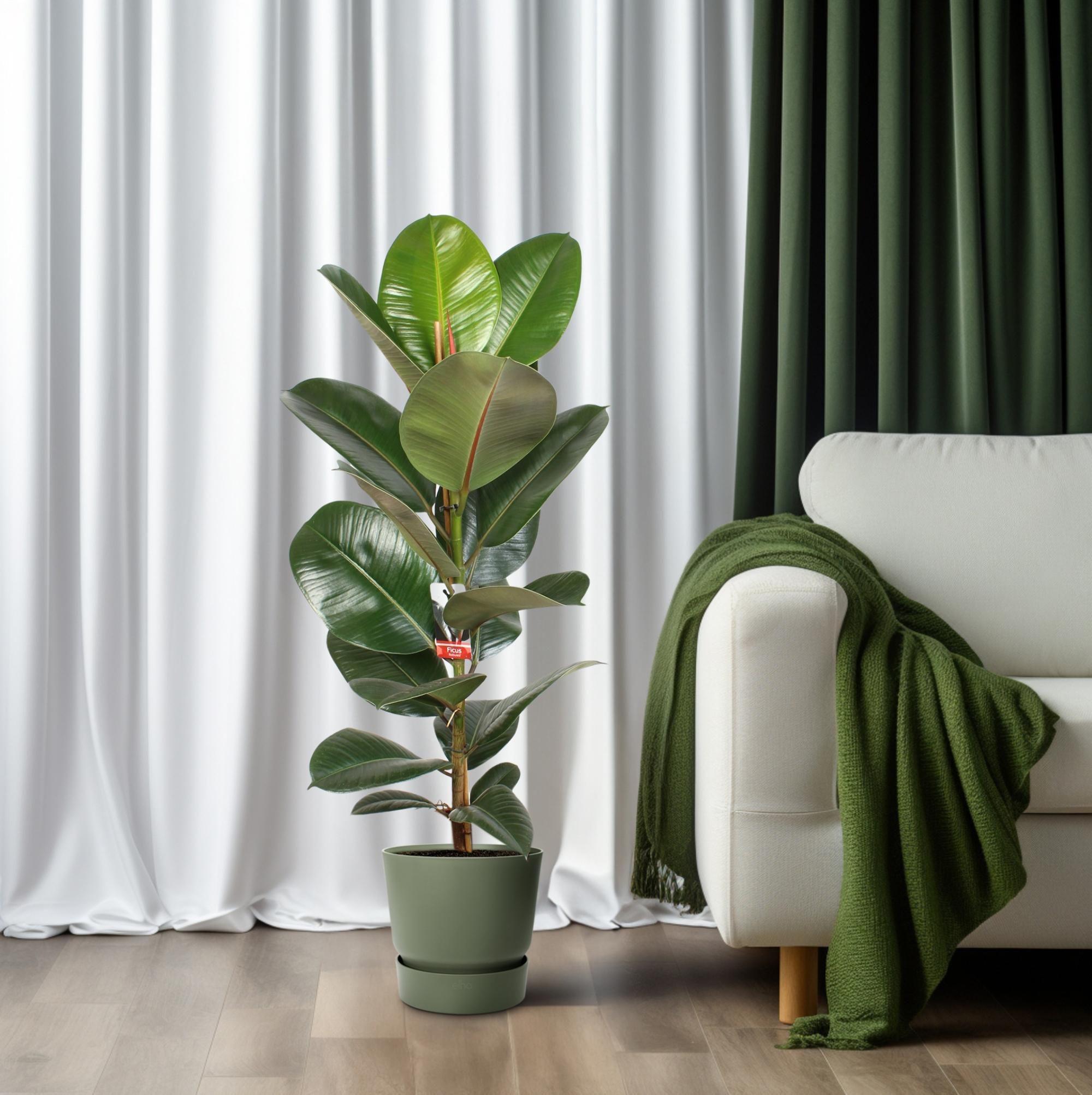 Ficus Elastica Robusta 21 Cm (23187)