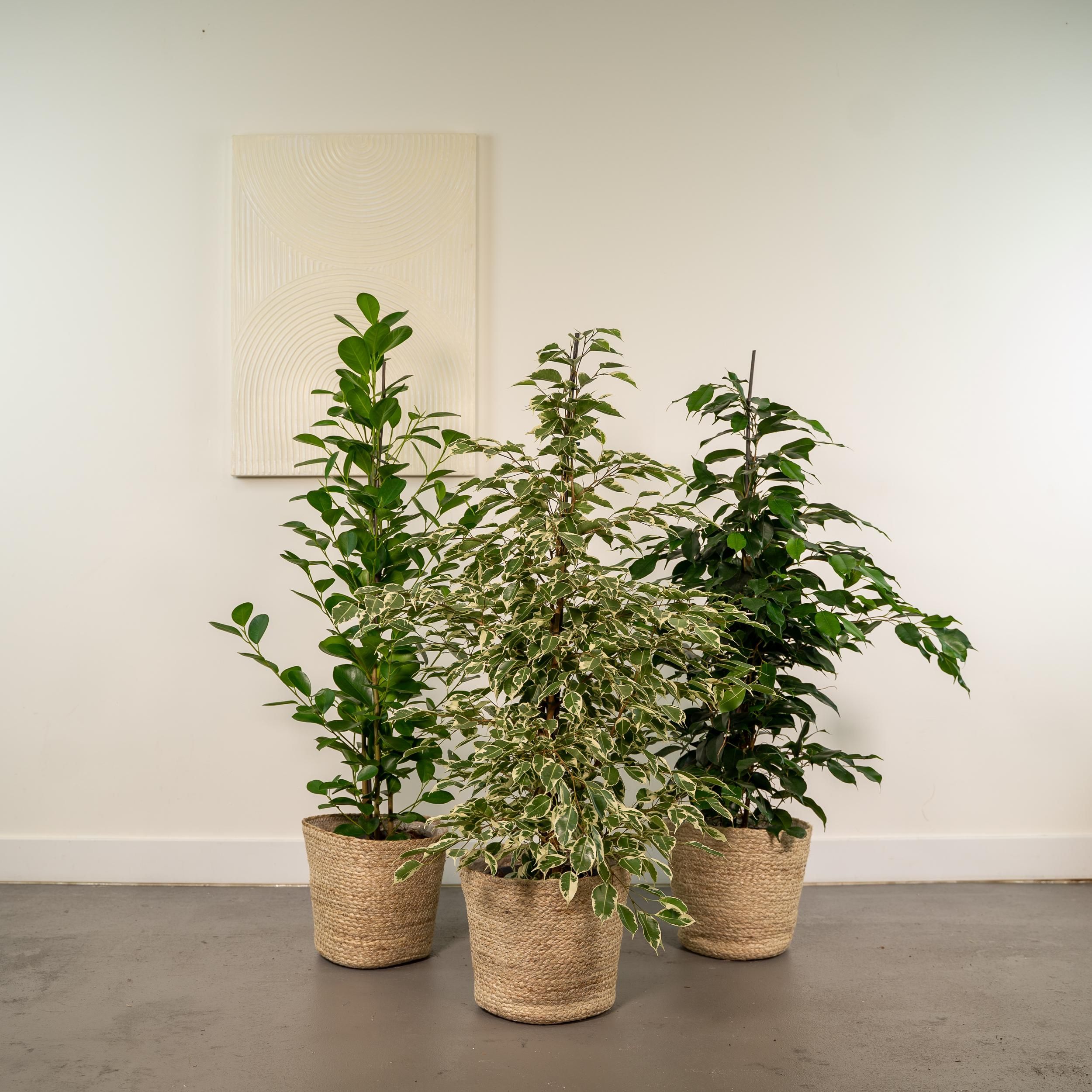 Ficus Benjamina Danielle - Ficus Benjamina Twilight - Ficus Microcarpa Moclame - Mand Selin (8720955320184)