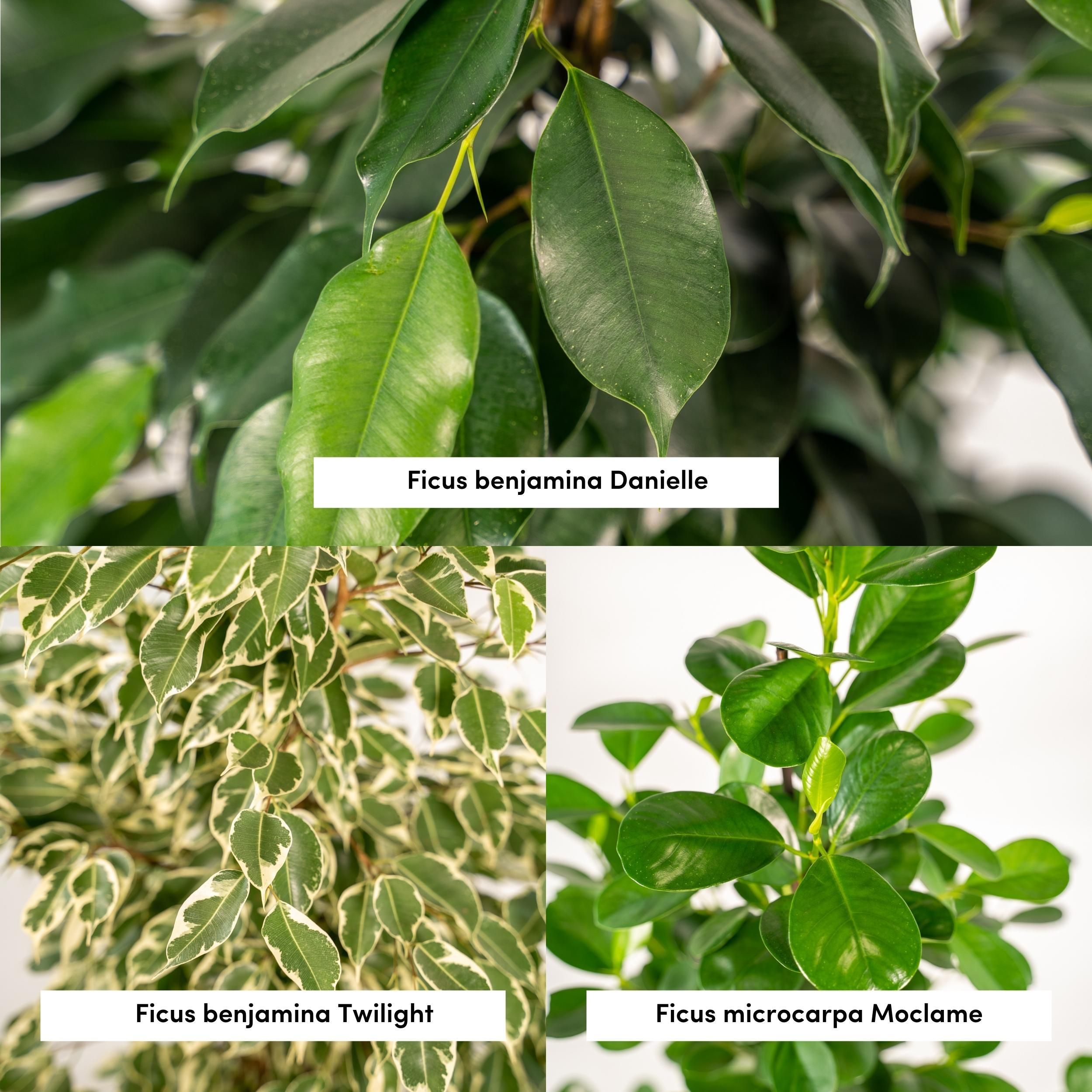 Ficus Benjamina Danielle - Ficus Benjamina Twilight - Ficus Microcarpa Moclame - Mand Selin (8720955320184)