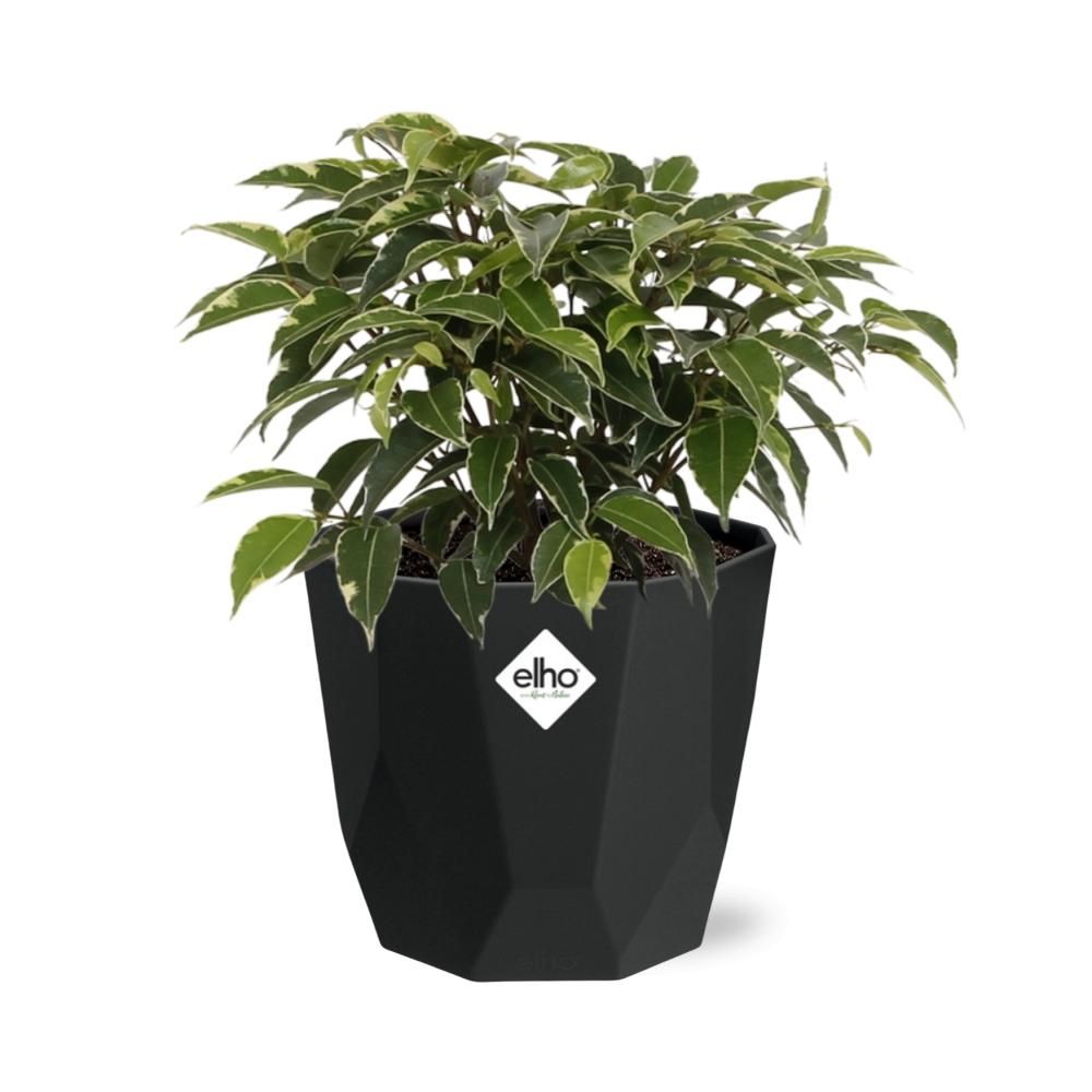 Ficus Benjamina Kinky in 14cm b.for rock living black (21764)