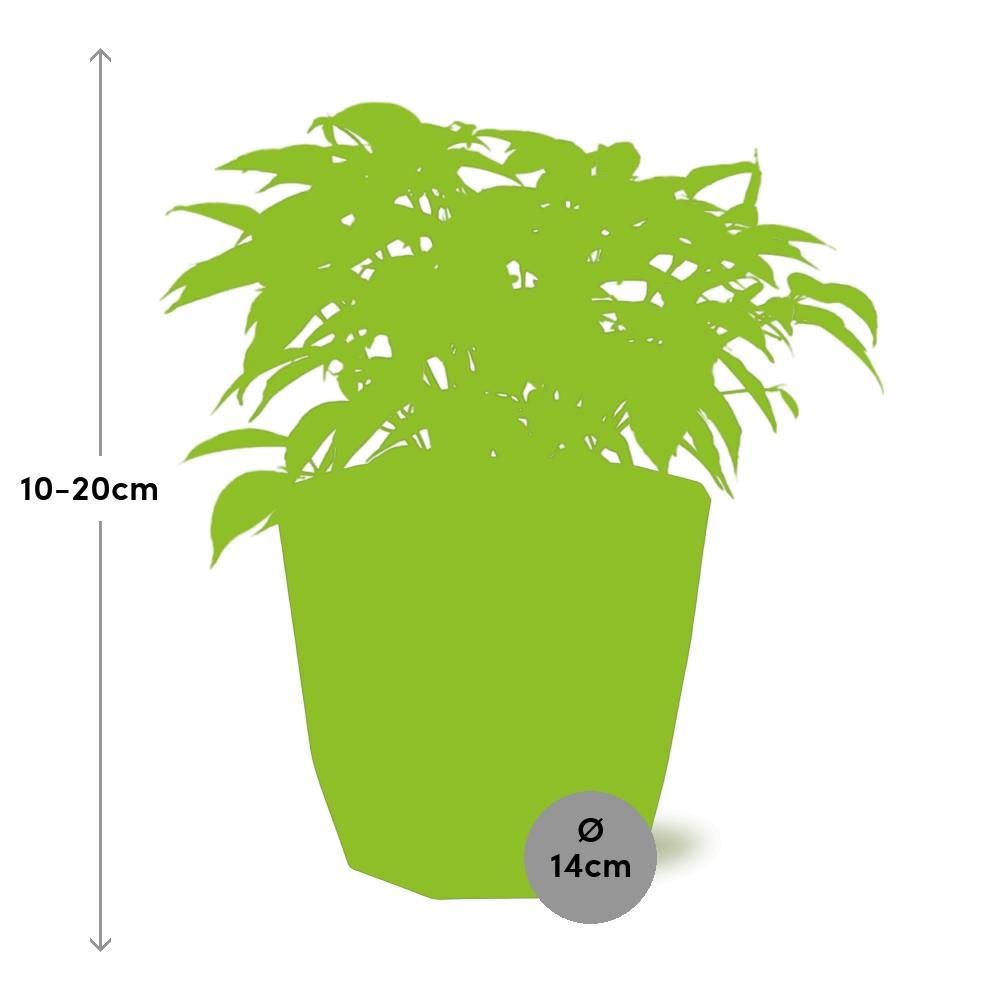 Ficus Benjamina Kinky in 14cm b.for rock living black (21764)