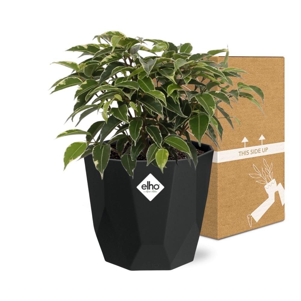 Ficus Benjamina Kinky in 14cm b.for rock living black (21764)