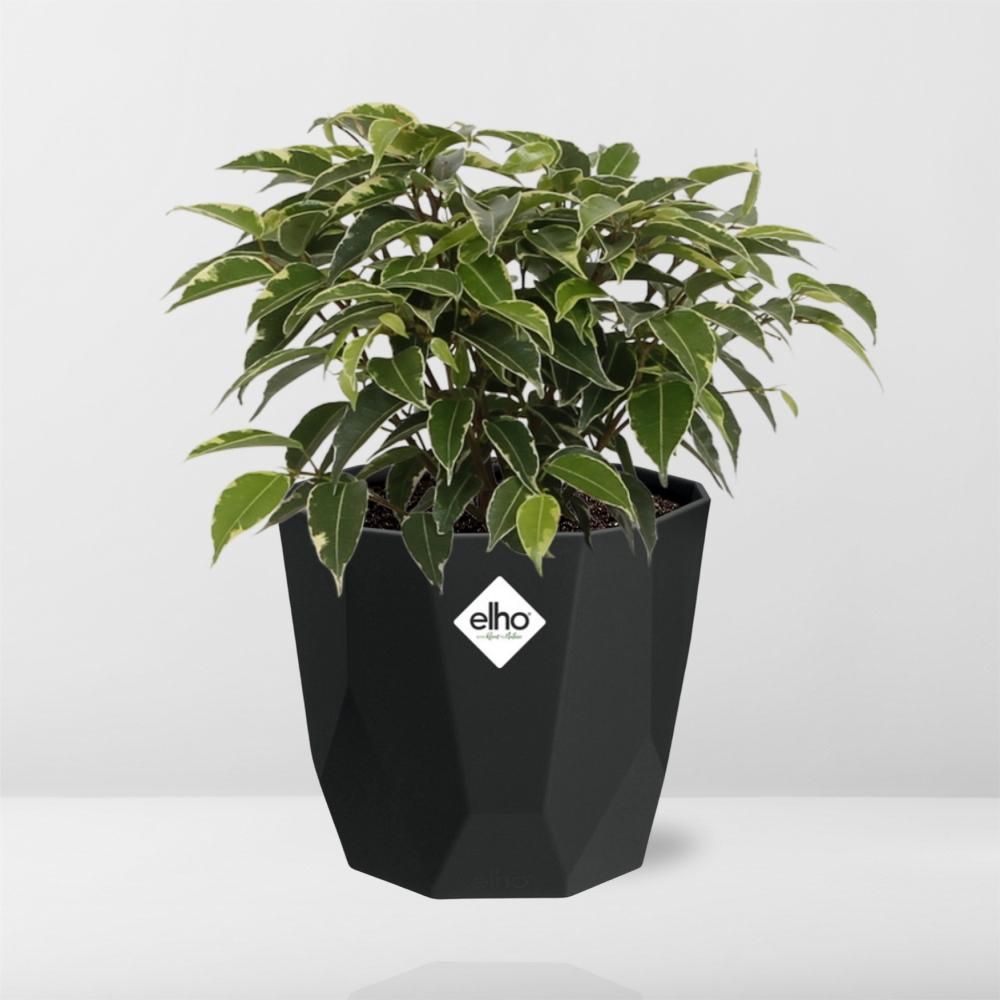 Ficus Benjamina Kinky in 14cm b.for rock living black (21764)