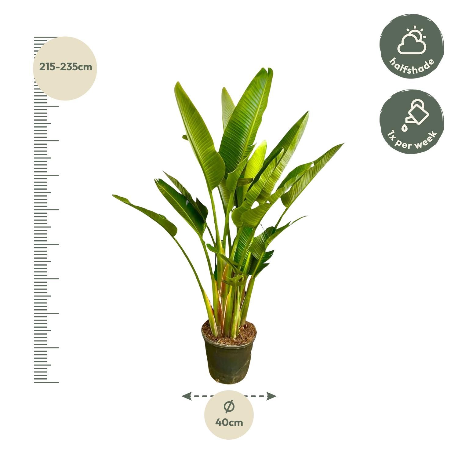 Strelitzia Augusta multi stam XXL - 225 cm - ø32 (8721055694083)