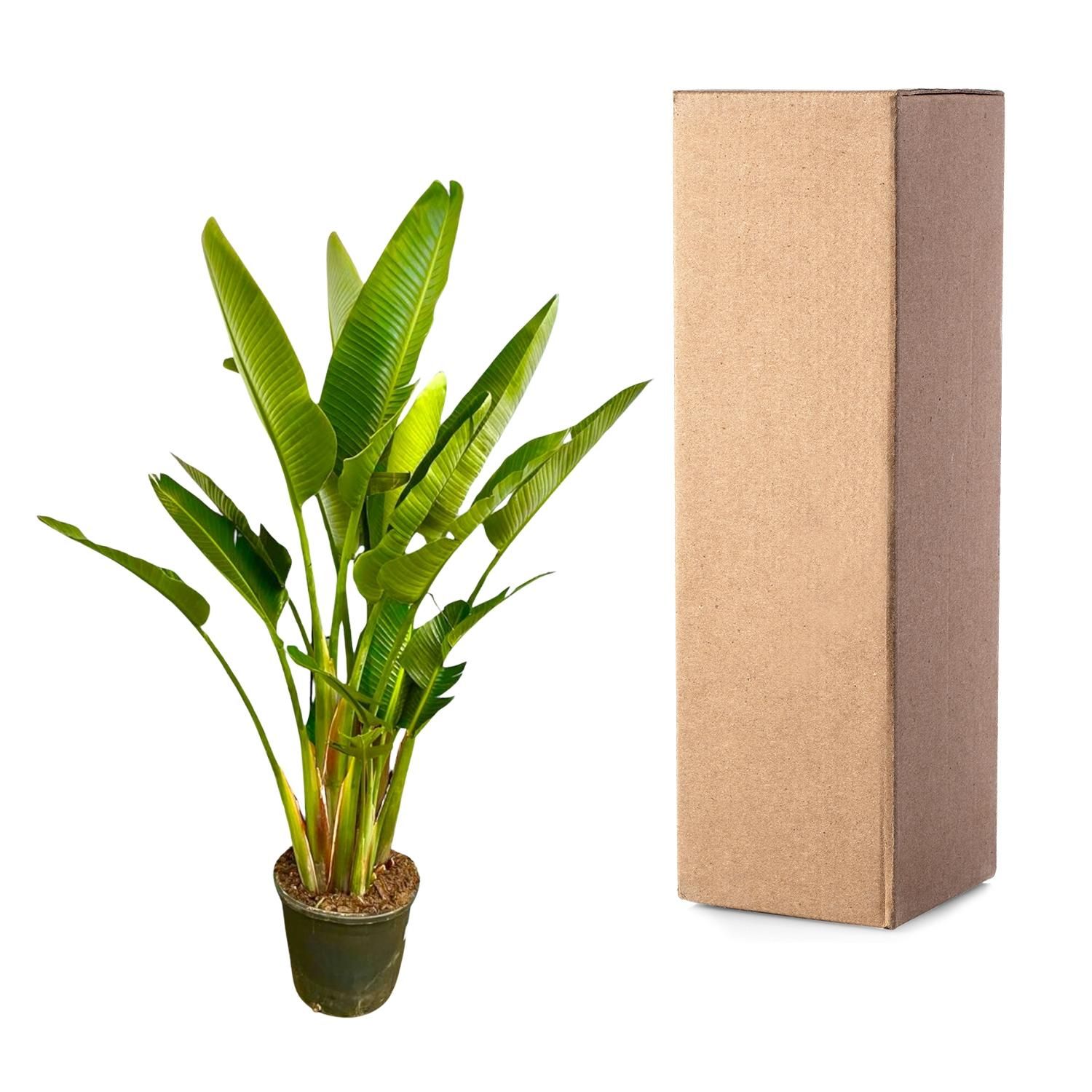 Strelitzia Augusta multi stam XXL - 225 cm - ø32 (8721055694083)