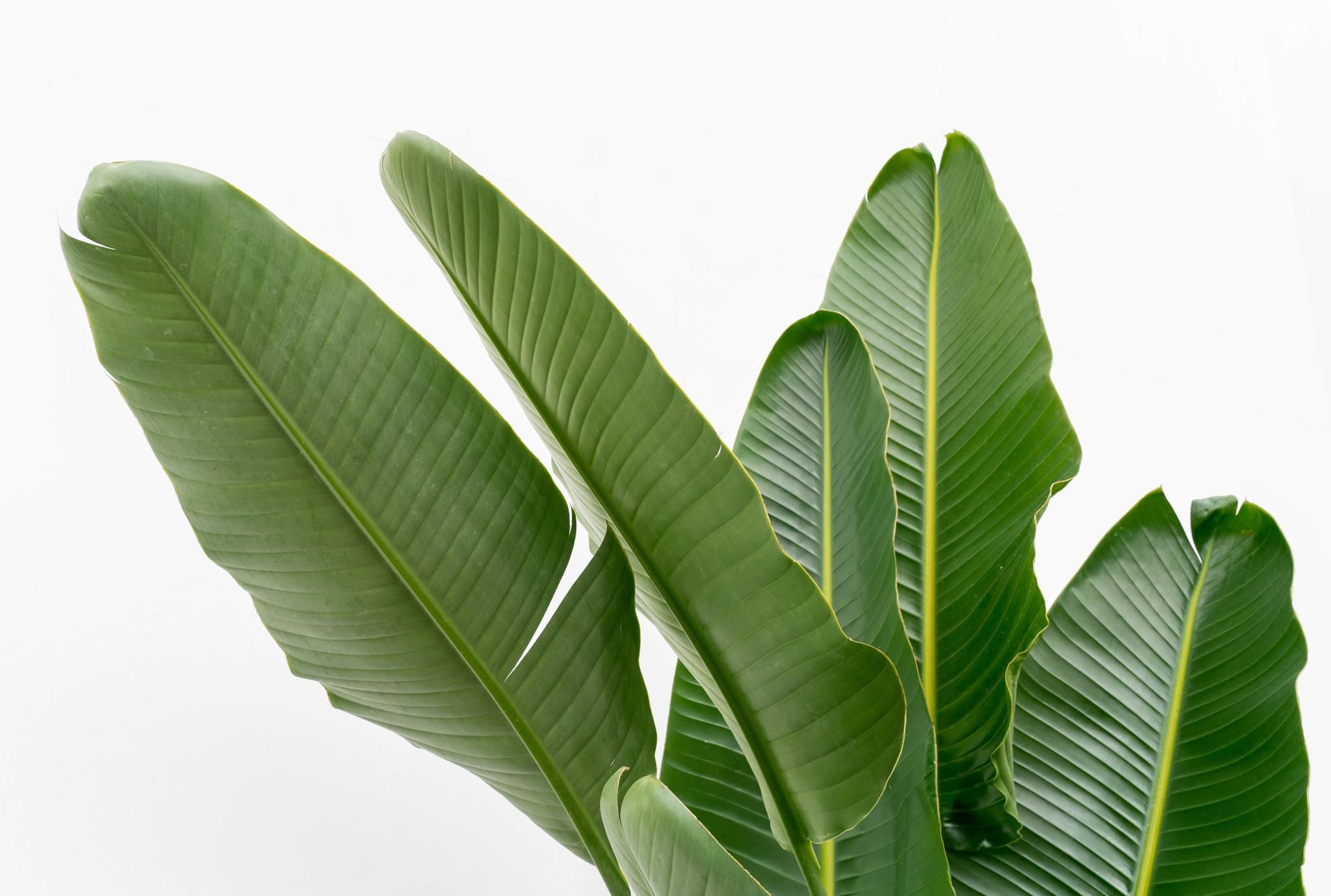 Strelitzia Augusta multi stam XXL - 225 cm - ø32 (8721055694083)