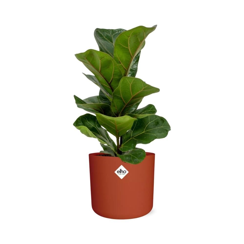 Ficus Lyrata ‘Bambino’ in ELHO b.for soft rond 14cm brique (21482)