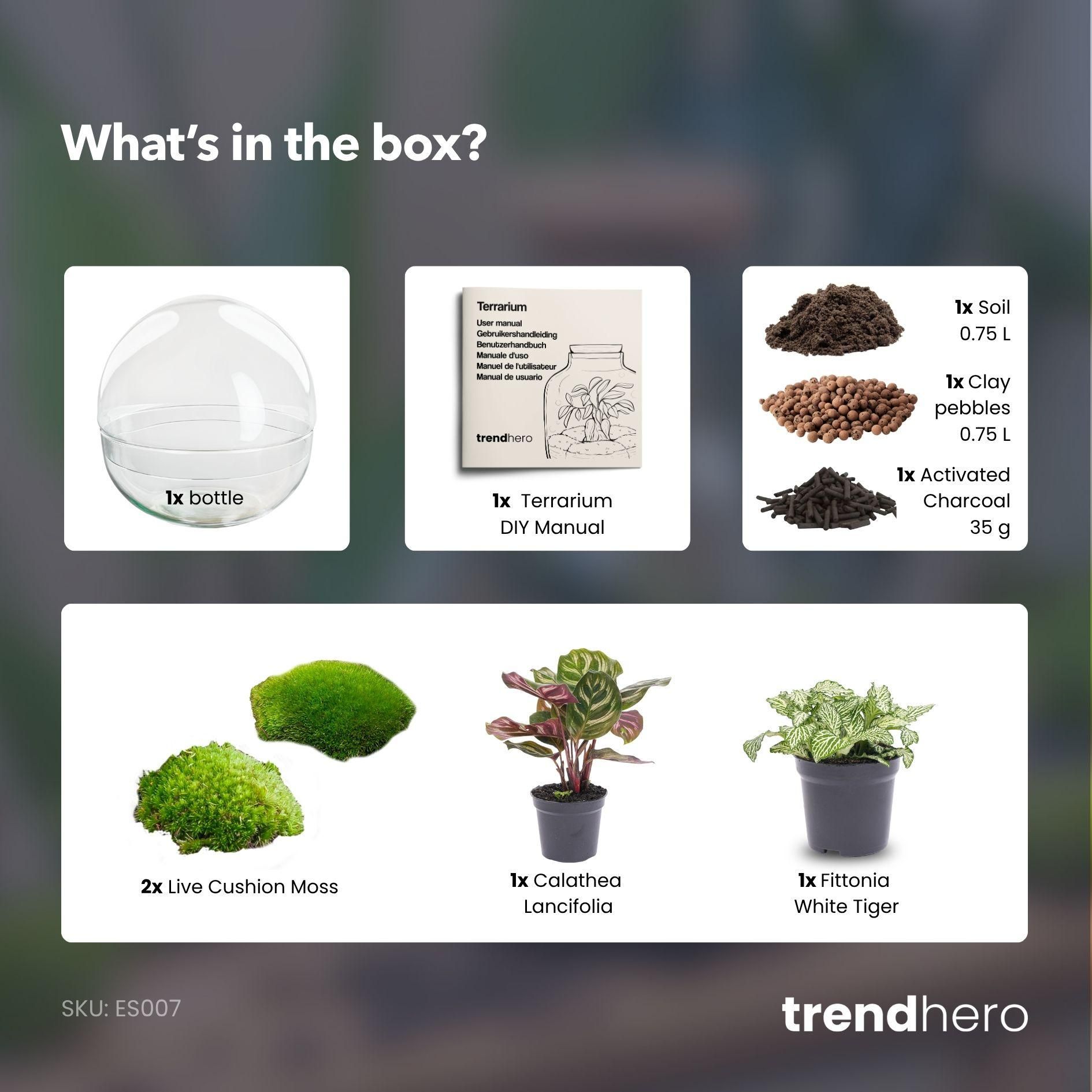 DIY Planten terrarium tweedelig bolglas - Dome - Ø 20 cm ↑ 20 cm - Normal (8719326972480)