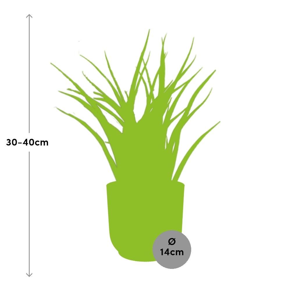 Sansevieria Fernwood Punk in ELHO Vibes Fold 14cm geel (21687)
