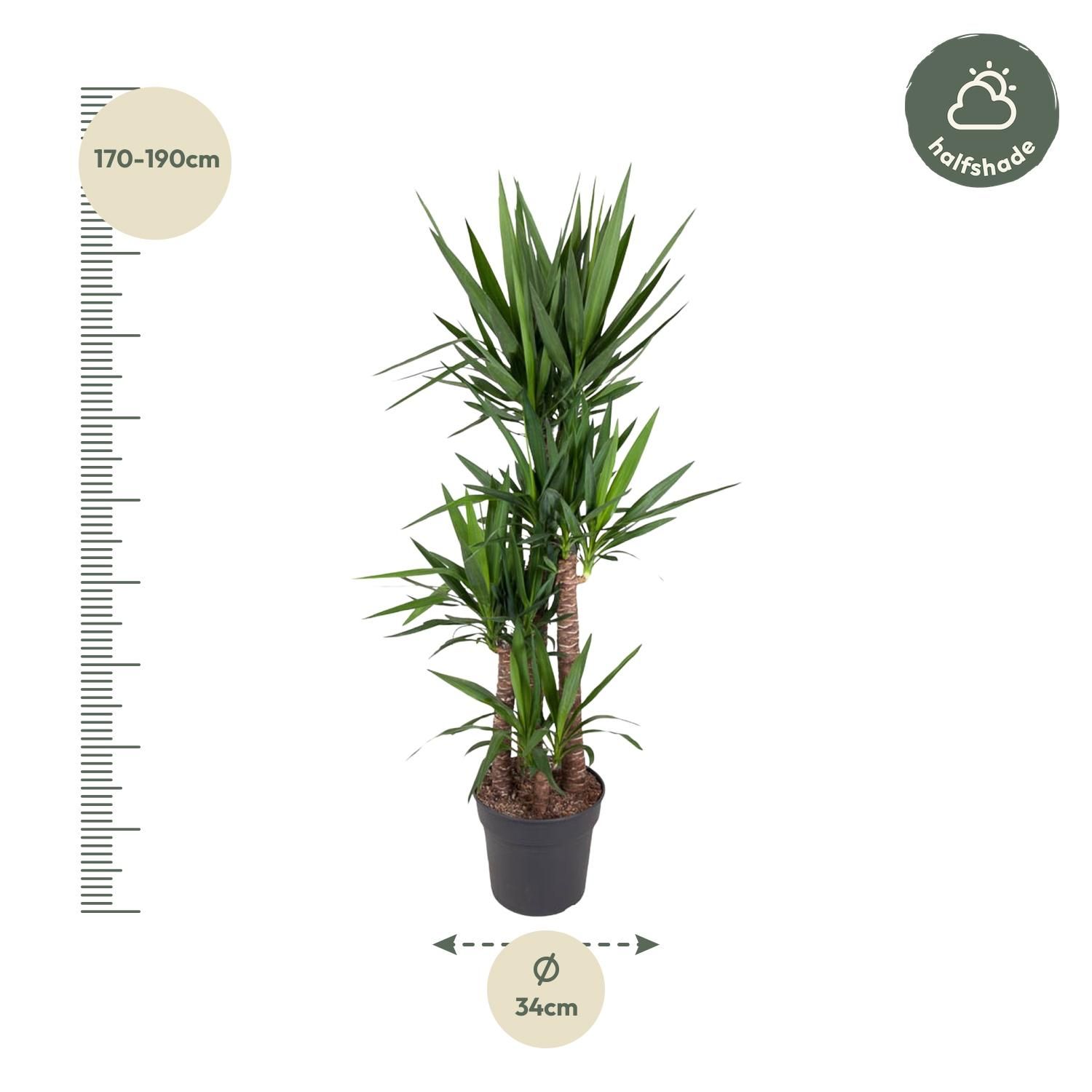 Yucca Elephantipe - 180 cm - ø34 (8721055692959)