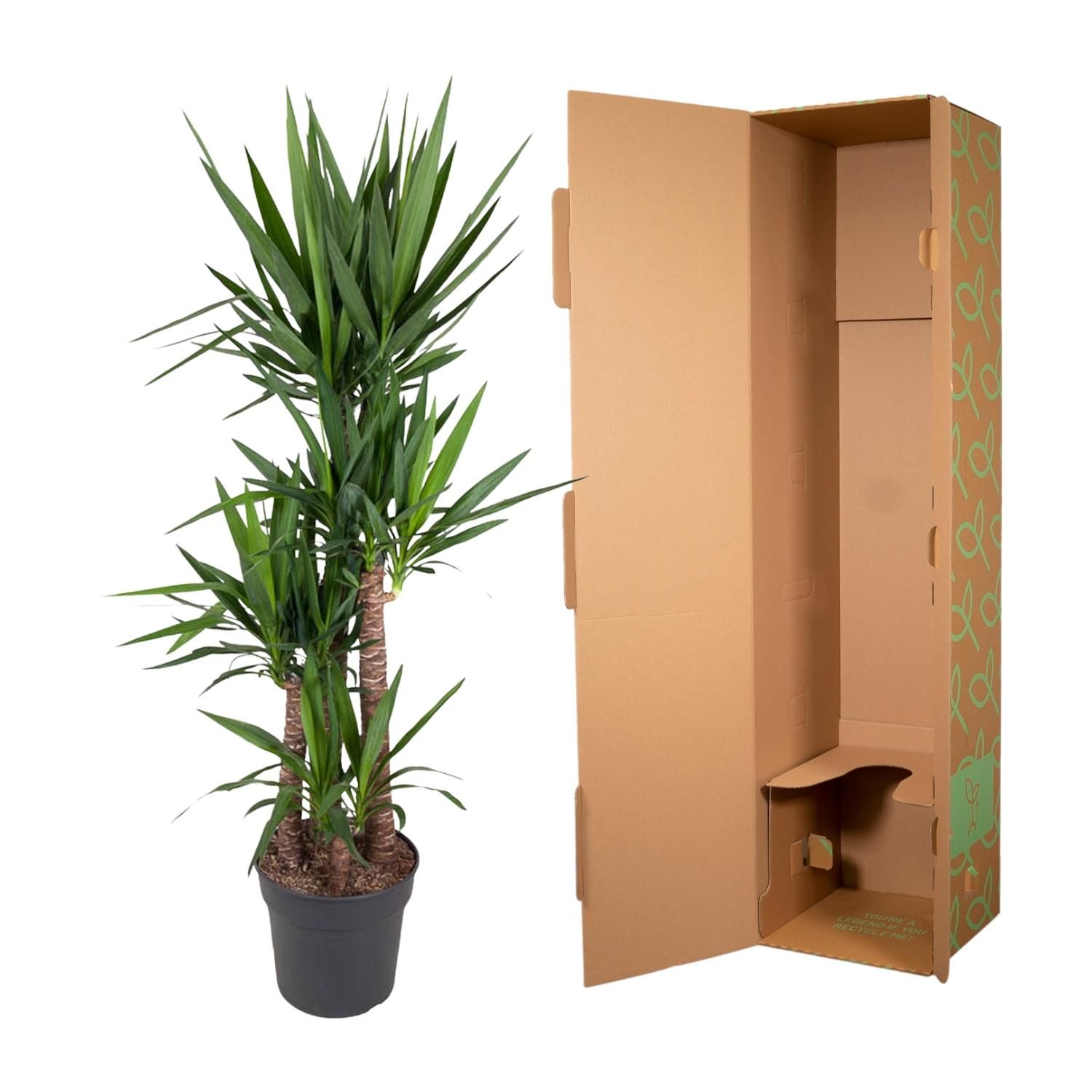 Yucca Elephantipe - 180 cm - ø34 (8721055692959)