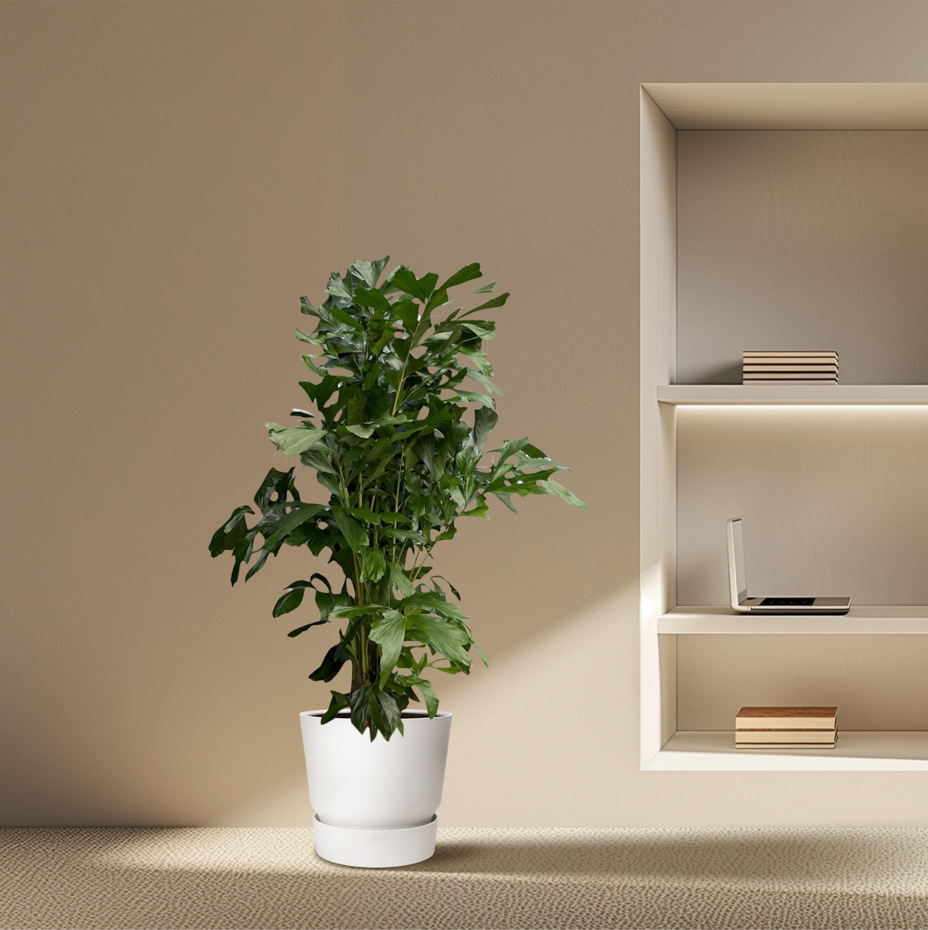 Caryota Mitis - 170 cm - Ø27 (8721081600829)