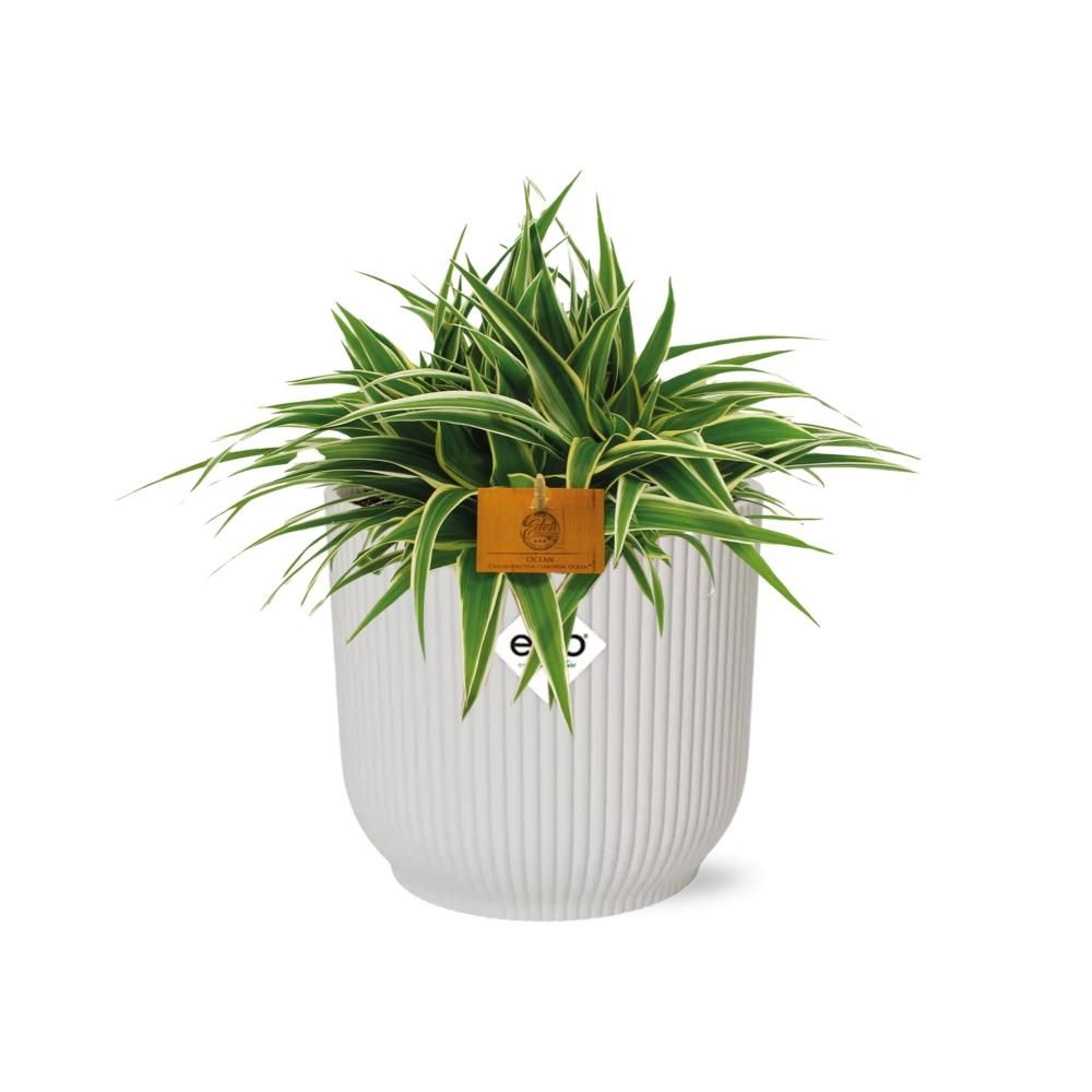 Chlorophytum Ocean 15cm in ELHO Vibes Fold 16cm round silky white (23272)
