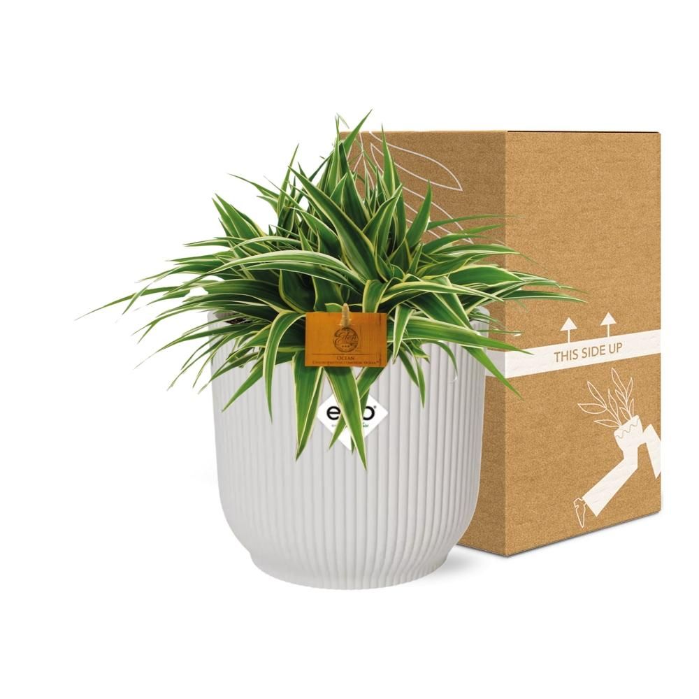 Chlorophytum Ocean 15cm in ELHO Vibes Fold 16cm round silky white (23272)