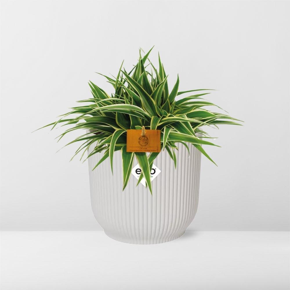 Chlorophytum Ocean 15cm in ELHO Vibes Fold 16cm round silky white (23272)