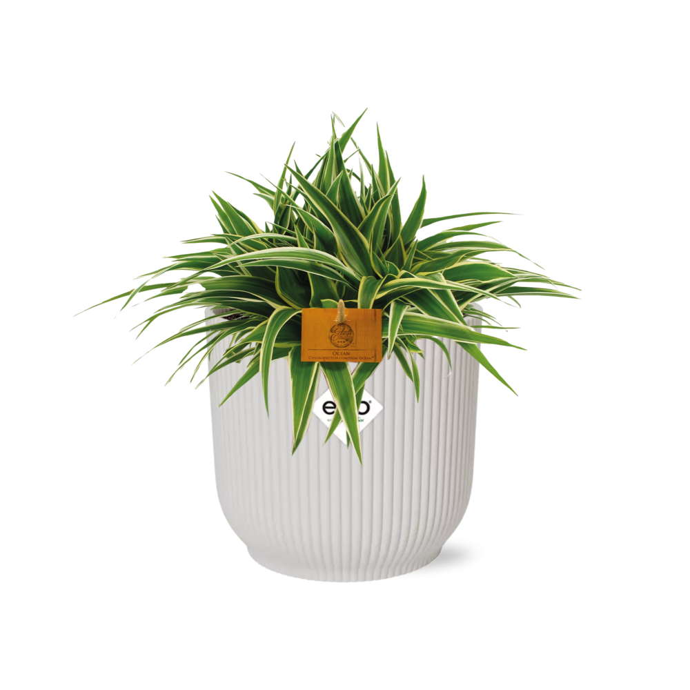 Chlorophytum Ocean 15cm in ELHO Vibes Fold 16cm round silky white (23272)