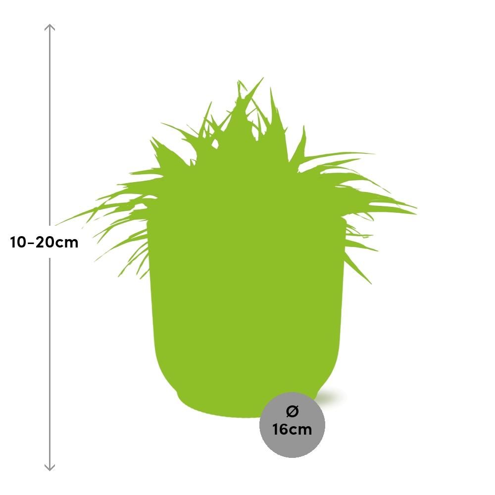 Chlorophytum Ocean 15cm in ELHO Vibes Fold 16cm round silky white (23272)