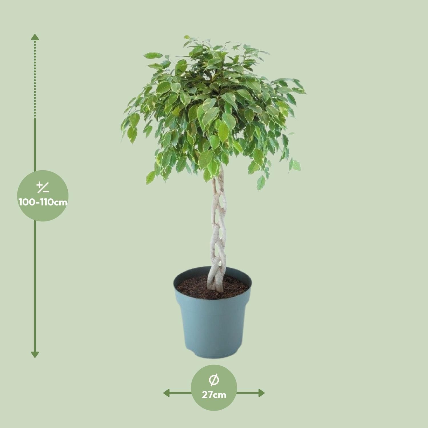 Ficus Safrana / Golden King Gevlochten (24965)