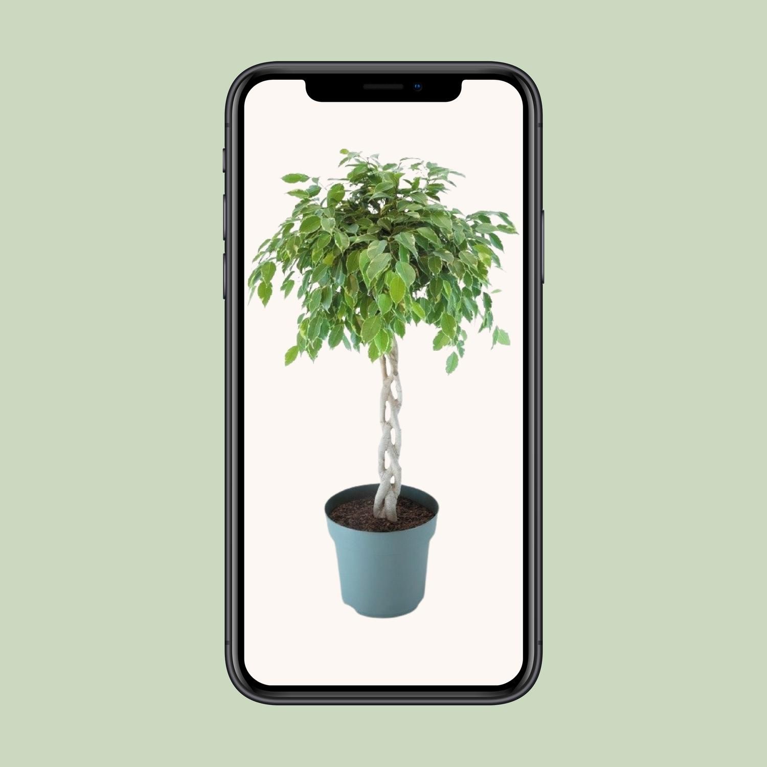 Ficus Safrana / Golden King Gevlochten (24965)