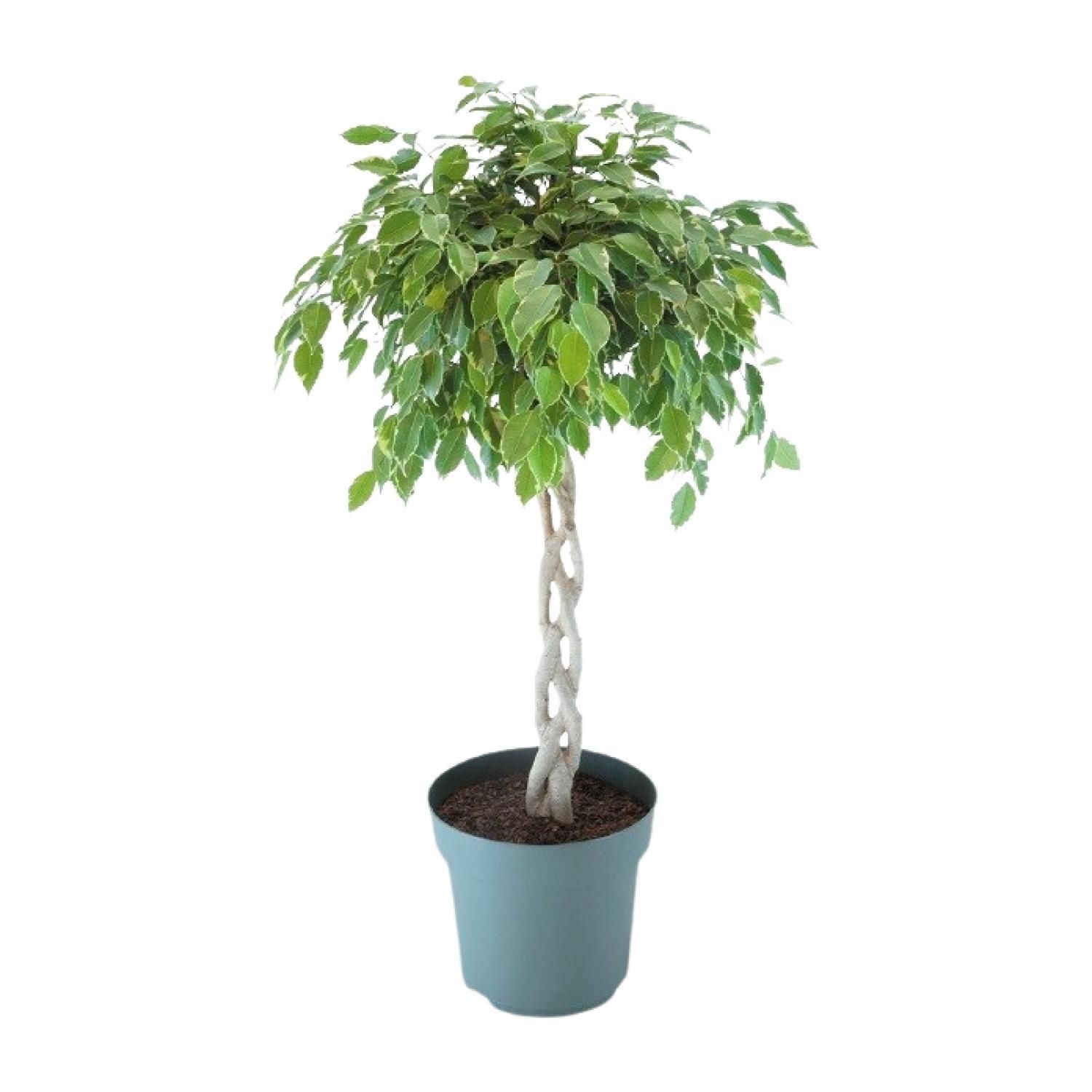 Ficus Safrana / Golden King Gevlochten (24965)