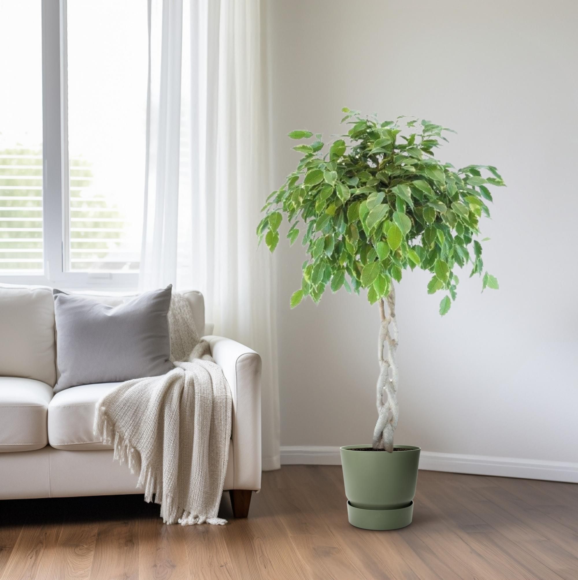 Ficus Safrana / Golden King Gevlochten (24965)