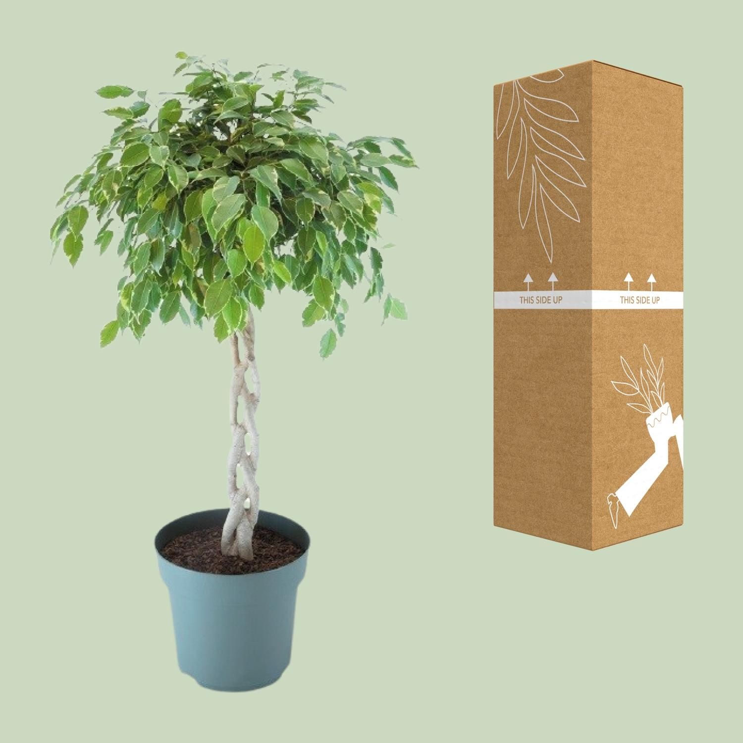 Ficus Safrana / Golden King Gevlochten (24965)