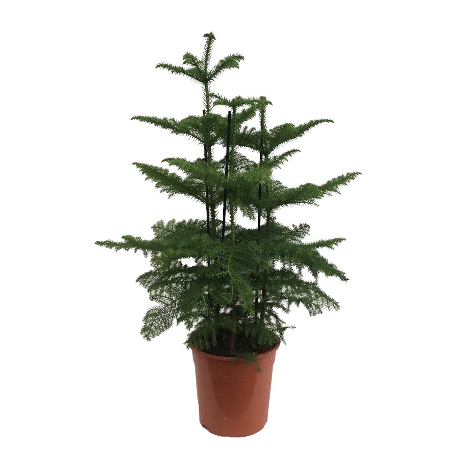 Araucaria (2 Tak) (23199)