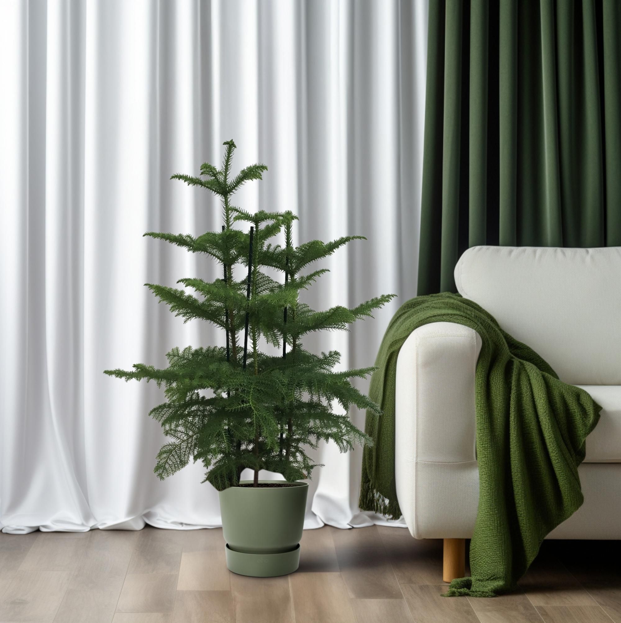 Araucaria (2 Tak) (23199)