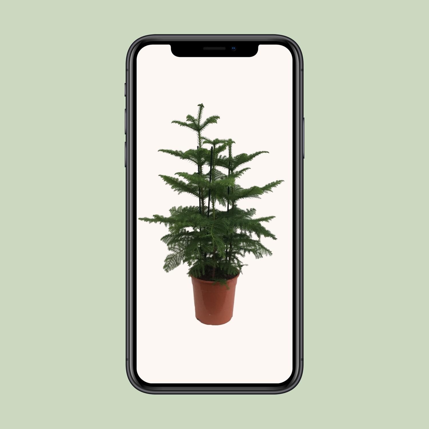 Araucaria (2 Tak) (23199)