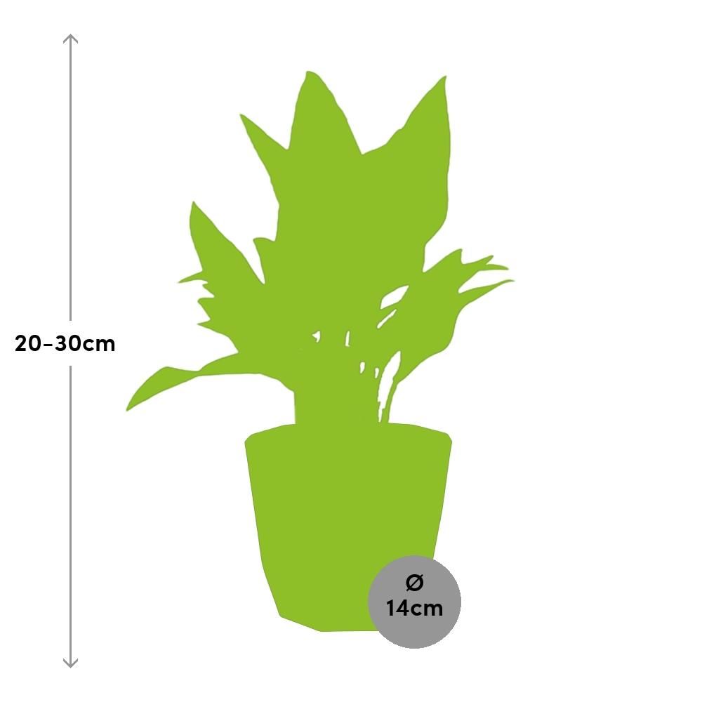 Aglaonema Maria in 14cm b.for rock living black (21661)