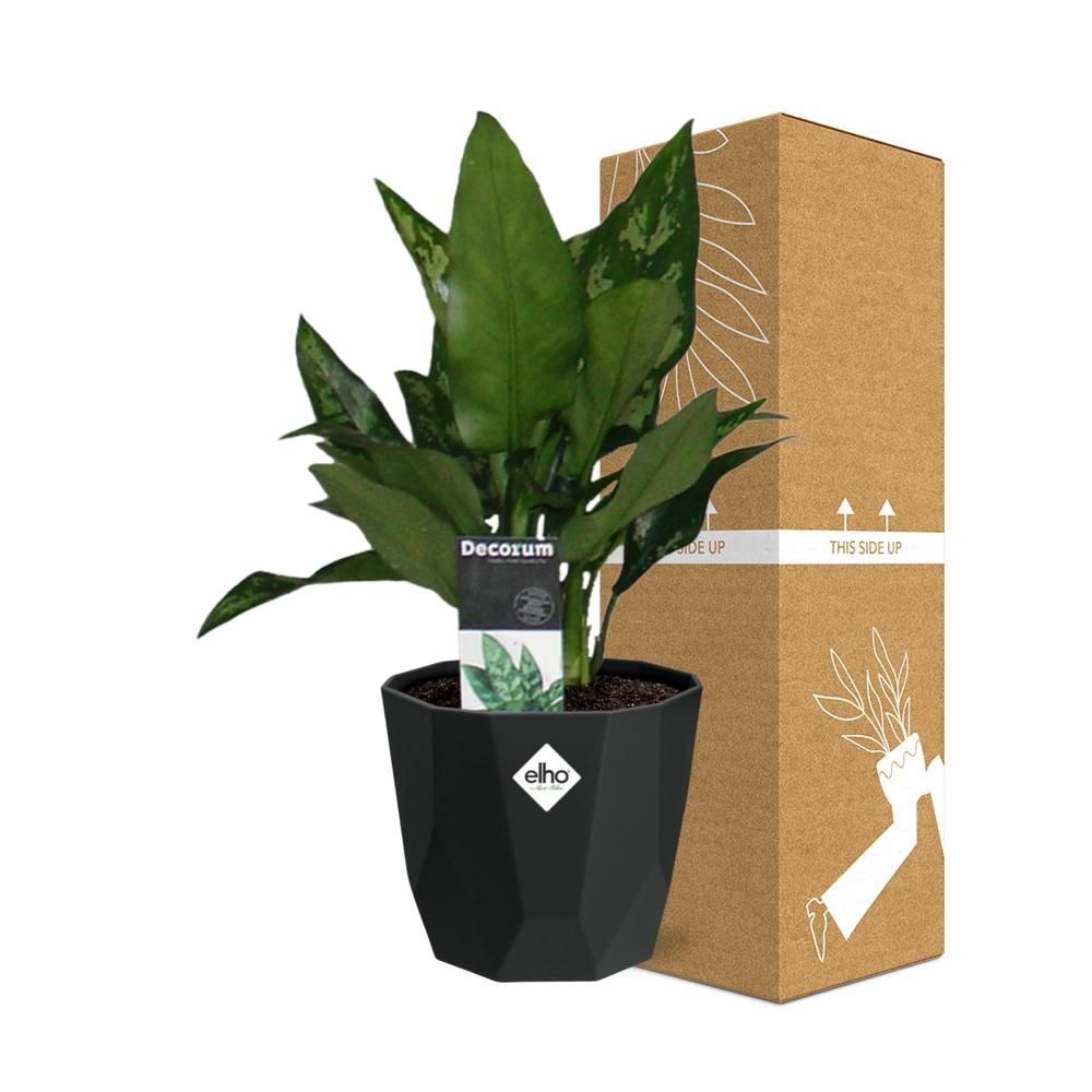 Aglaonema Maria in 14cm b.for rock living black (21661)