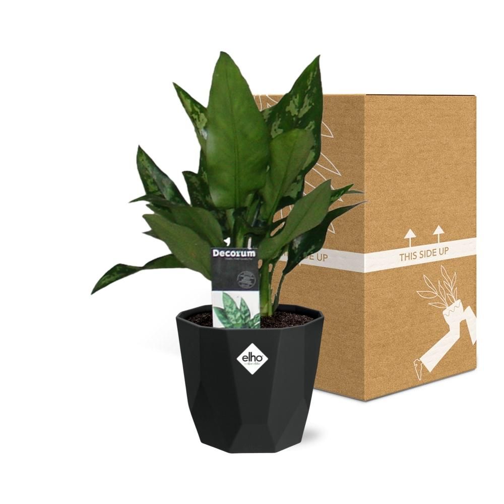 Aglaonema Maria in 14cm b.for rock living black (21661)