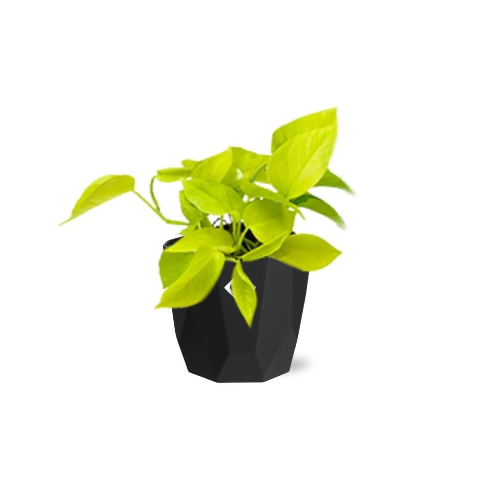 Epipremnum Pinnatum ‘Golden Pothos’ in 14cm b.for rock living black (21642)