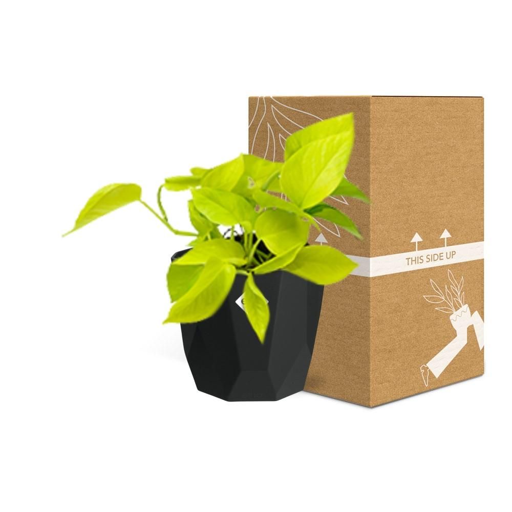 Epipremnum Pinnatum ‘Golden Pothos’ in 14cm b.for rock living black (21642)